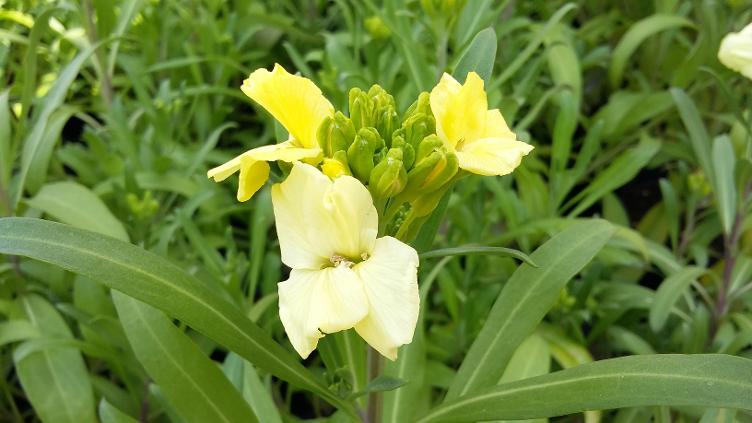 Goldlack Primrose Bedder