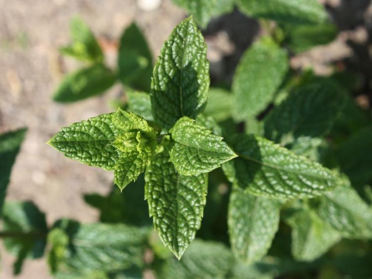 Grüne Minze Marocaine