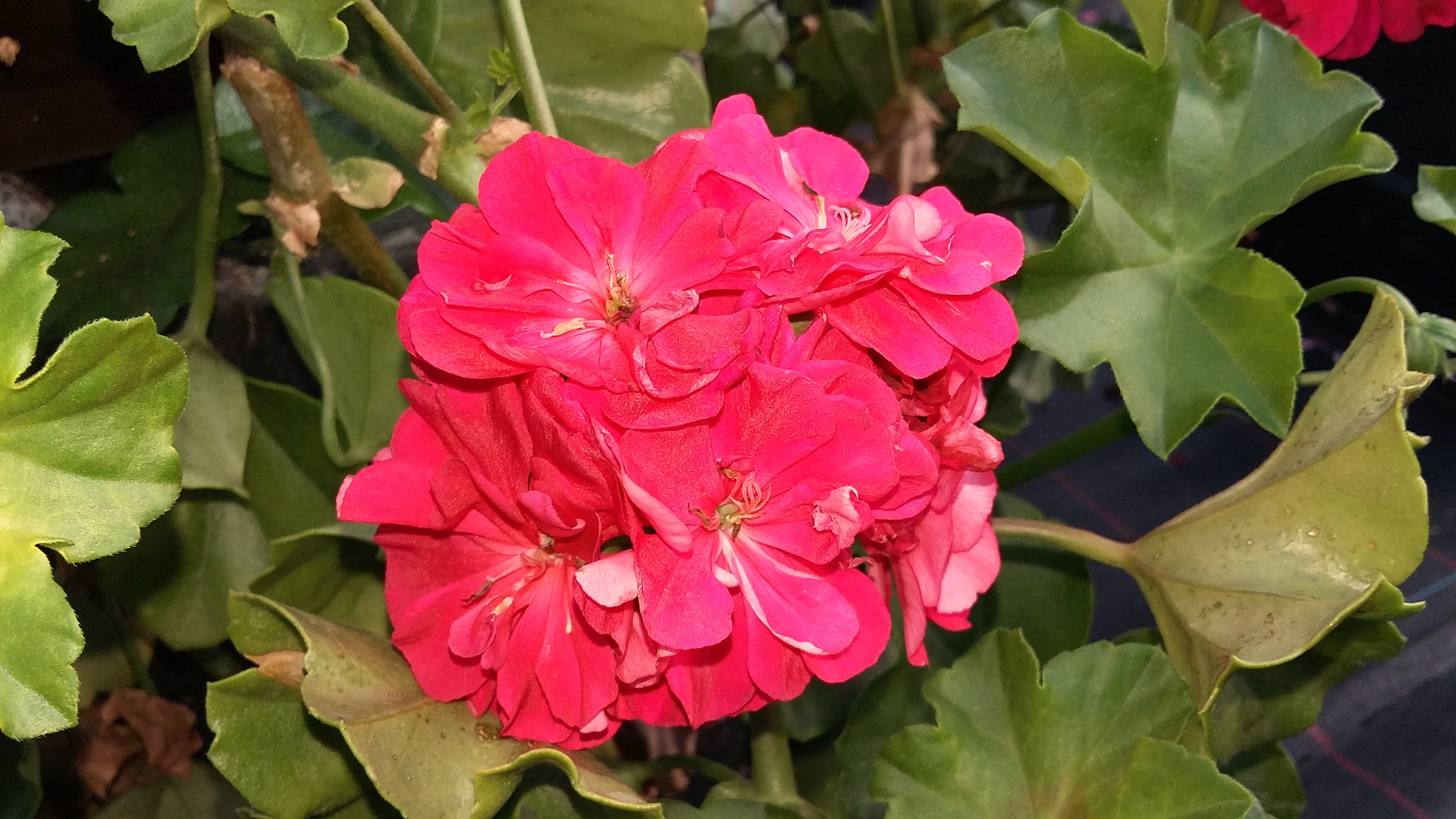 Halbhängende Geranie Schmitten Köbu (4206) | Balkon Geranien | Bio Pelargonien | Homatt