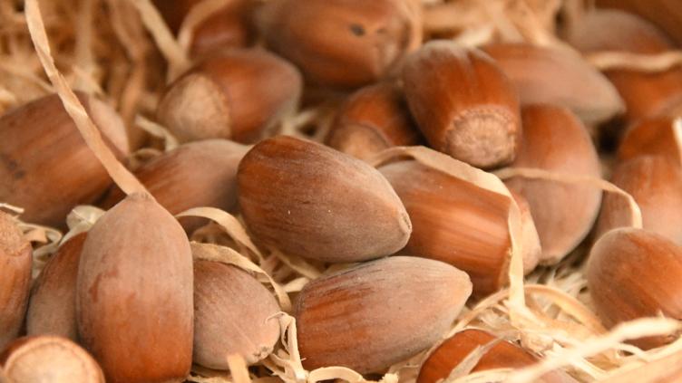 Haselnuss Webbs Preisnuss (3827) | Wildobst | Bio - Beerenpflanzen | Homatt Haselnuss Webbs Preisnuss (3827) | Wildobst | Bio - Beerenpflanzen | Homatt