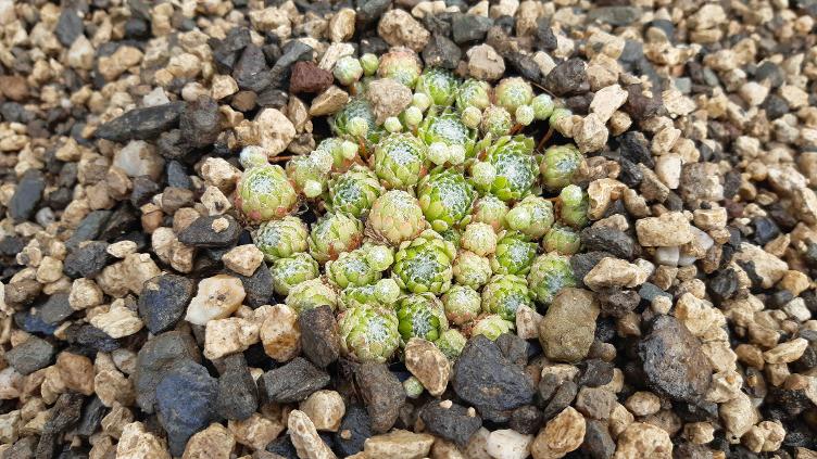 Hauswurz Zinalrothorn