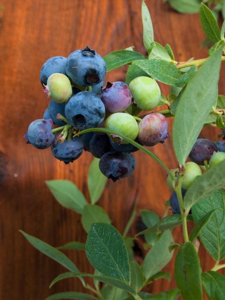 Heidelbeeren Duke
