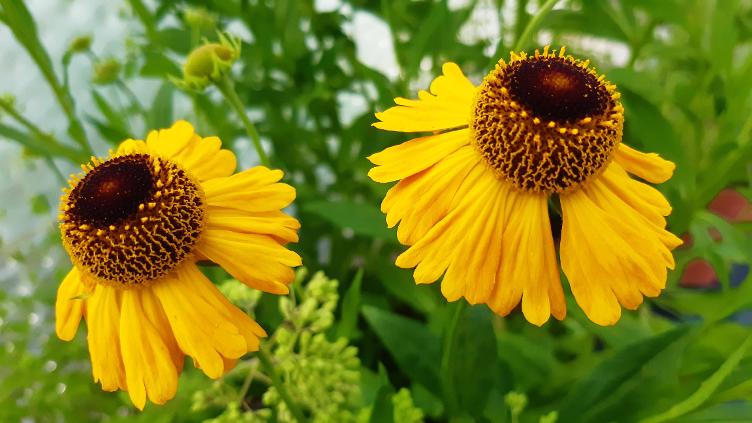 Helenium autumnale `Windley`