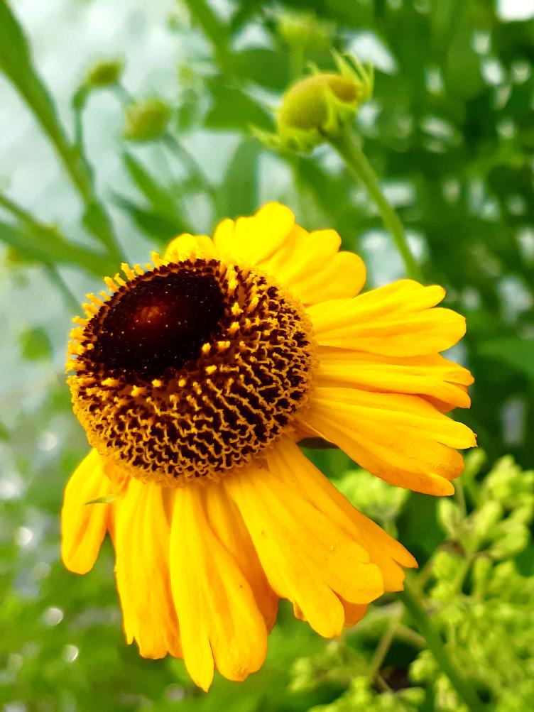 Helenium autumnale `Windley`