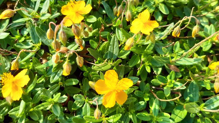 Helianthemum nummularium `Schatzalp`