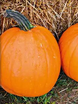 Helloween-Kürbis Jack O`Lantern