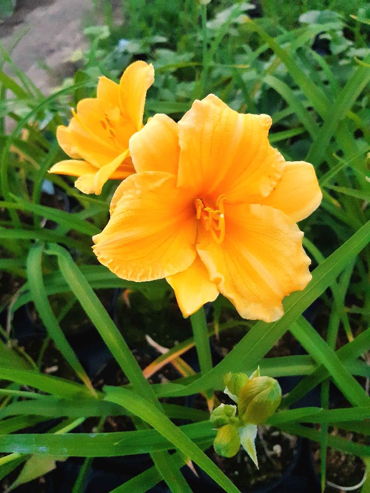 Hemerocallis Hybride `Stella de Oro`