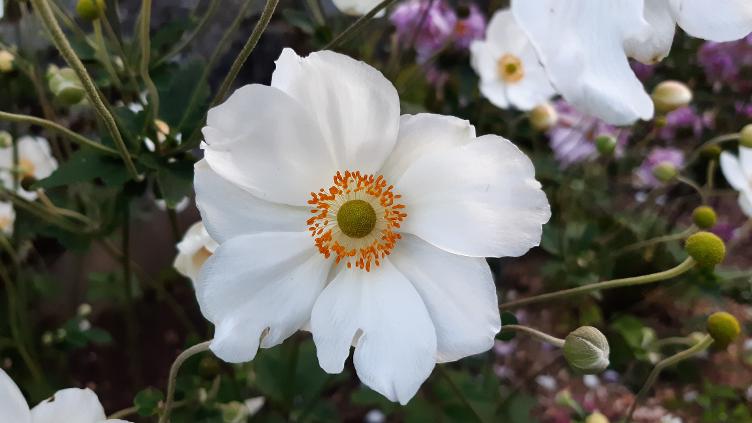 Herbst-Anemone Coupe d`argent