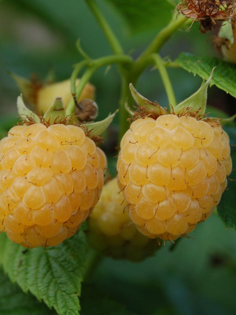 Herbsthimbeere Hauensteins Gelbe