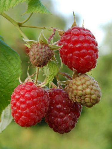 Herbsthimbeere Zefa