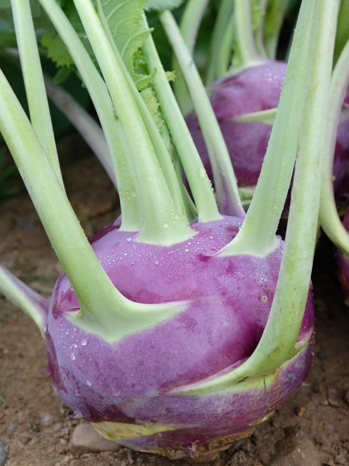 Herbstkohlrabi Dyna