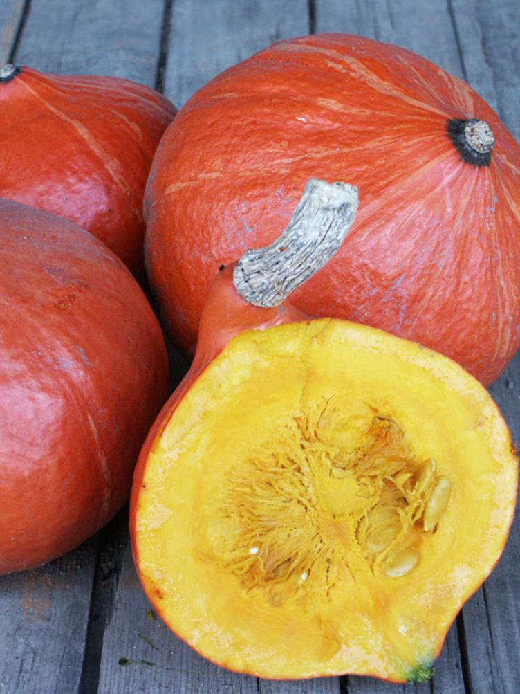 Hokkaidokürbis Red Kuri