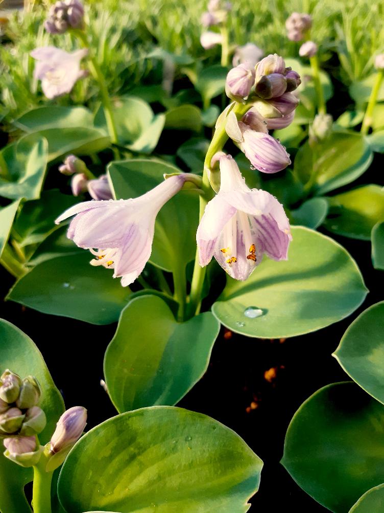Hosta Hybride `Blue Mouse Ears`