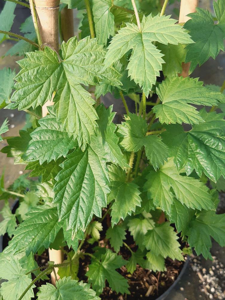 Humulus lupulus (Sämlinge)