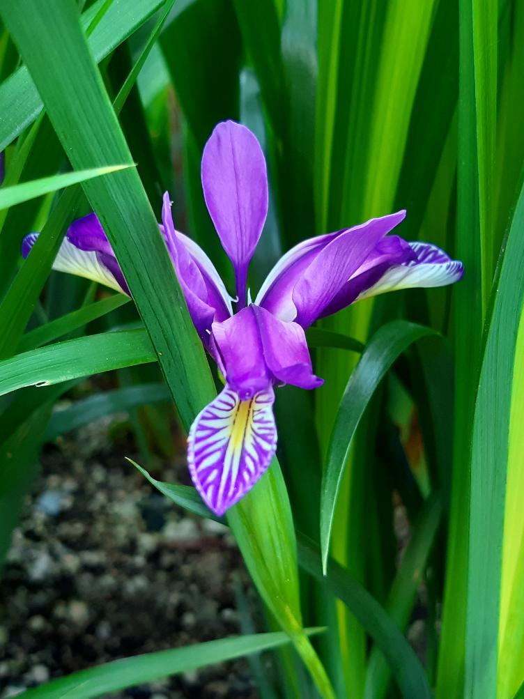Iris graminea