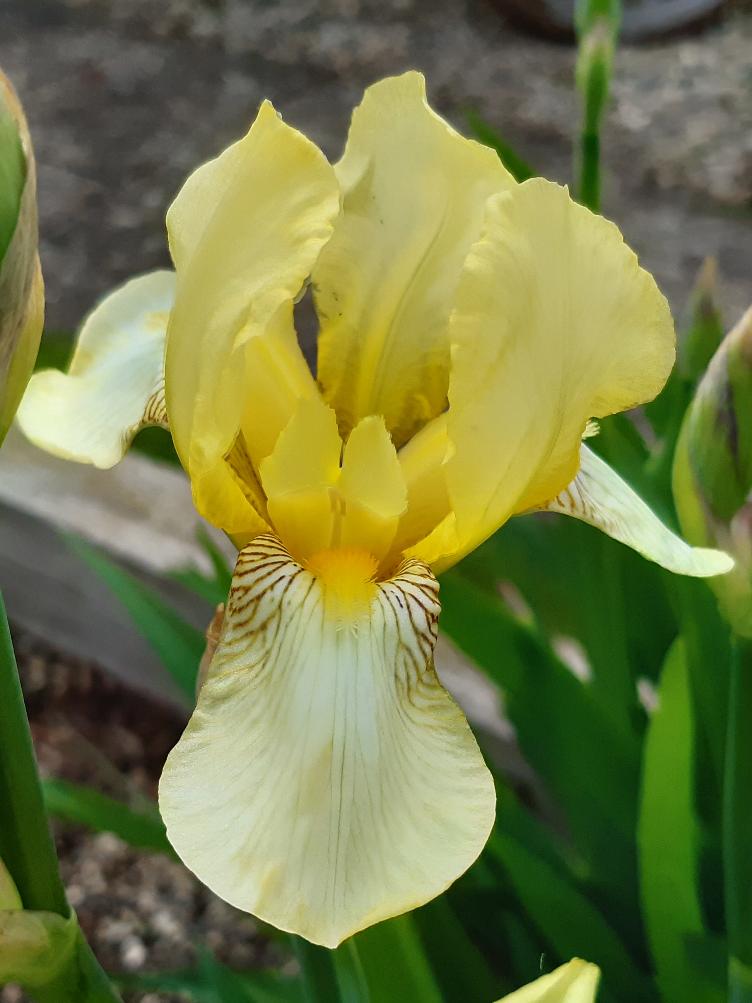Iris lutescens subsp. chamaeiris