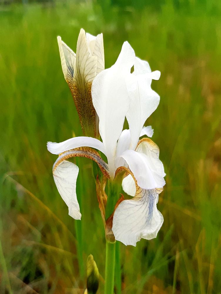 Iris sibirica `Alba`