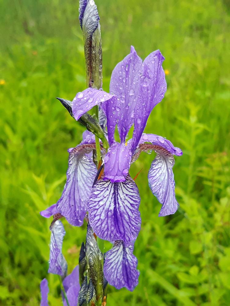 Iris sibirica