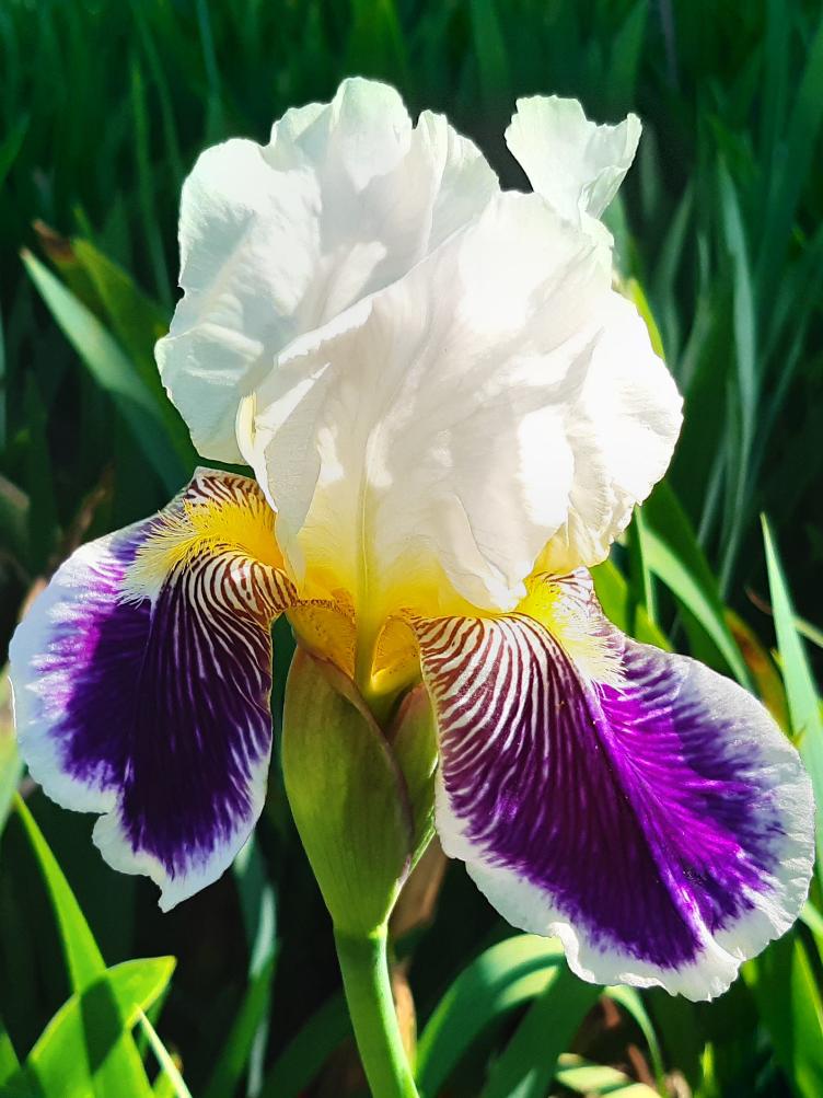 Iris x germanica `Aegir`