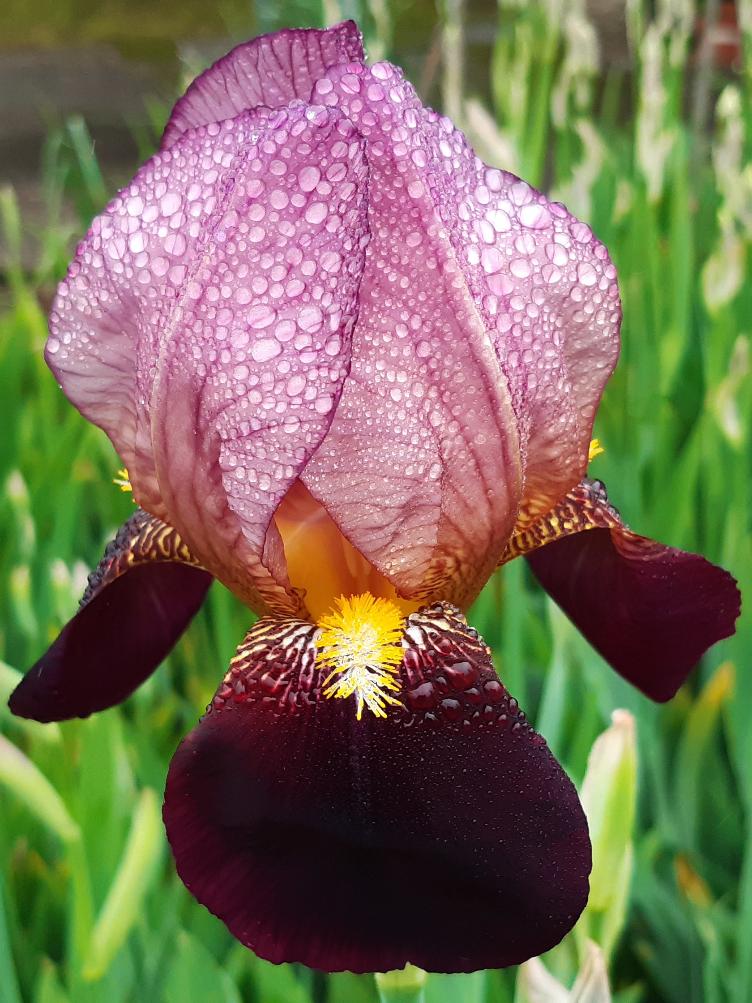 Iris x germanica `Ambassadeur`