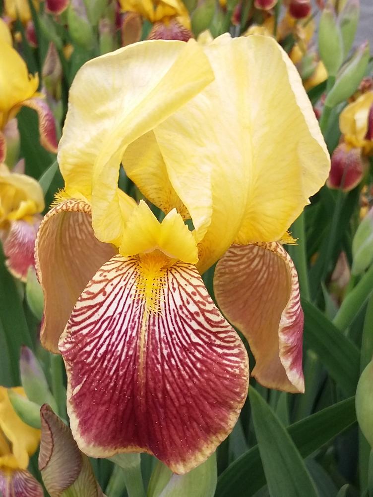 Iris x germanica `Flammenschwert`