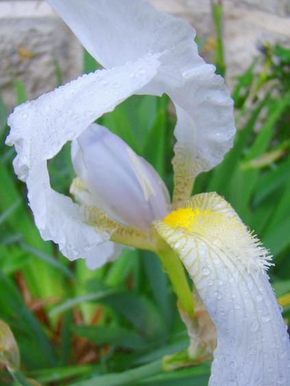 Iris x germanica `Florentina`