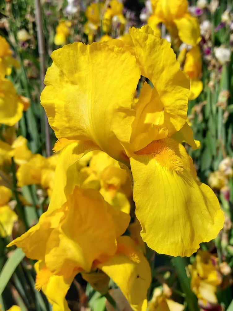 Iris x germanica `Goldfackel`