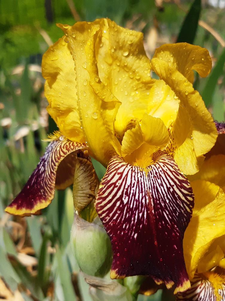 Iris x germanica `Kupferhammer`