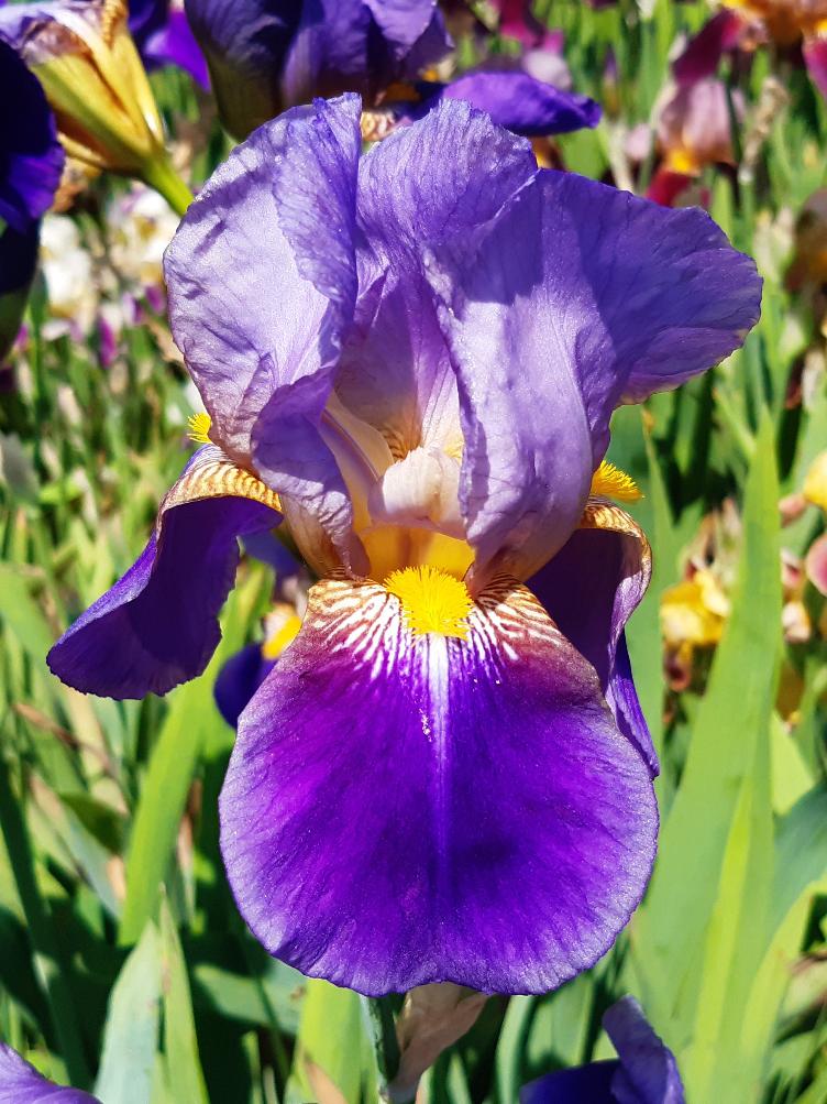 Iris x germanica `Lent A. Williamson`