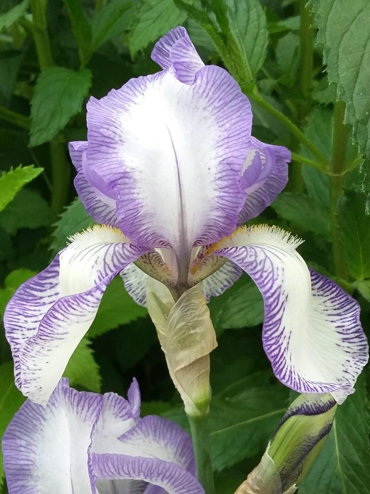 Iris x germanica `Madame Chereau`
