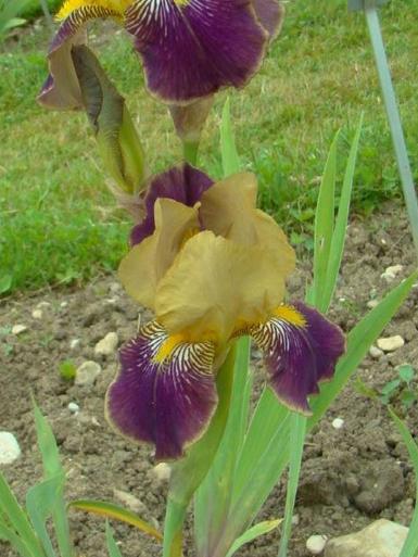 Iris x germanica `Nibelungen`