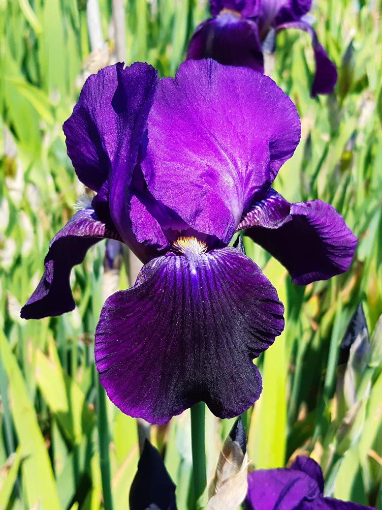 Iris x germanica `Sable`