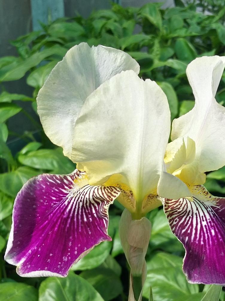 Iris x germanica `Salonique`