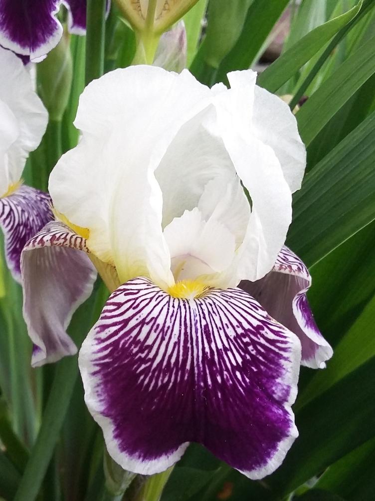 Iris x germanica `Toelleturm`