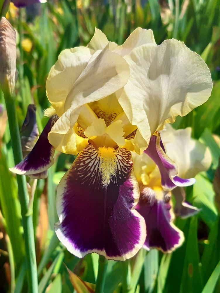 Iris x germanica `Vingolf`