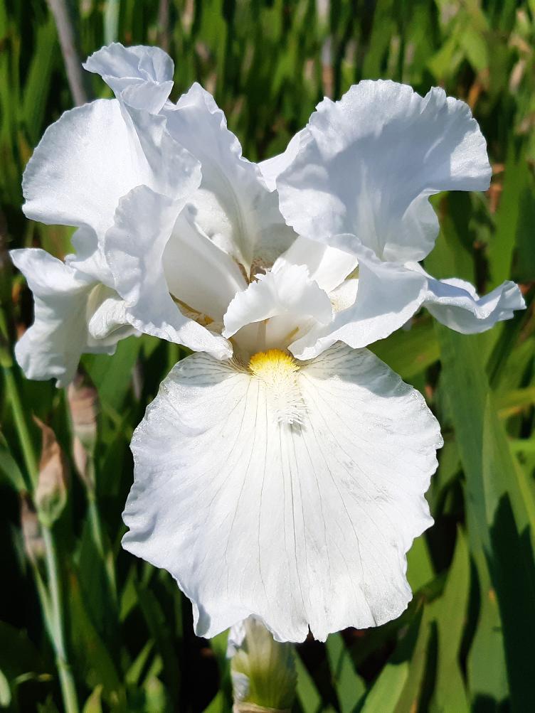 Iris x germanica `White Knight`
