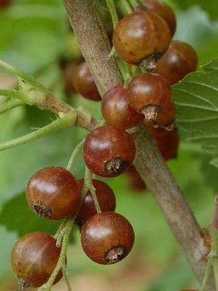 Johannisbeere Cassis blanc