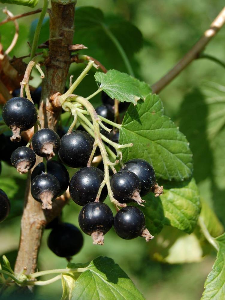 Johannisbeere Noir de Bourgogne