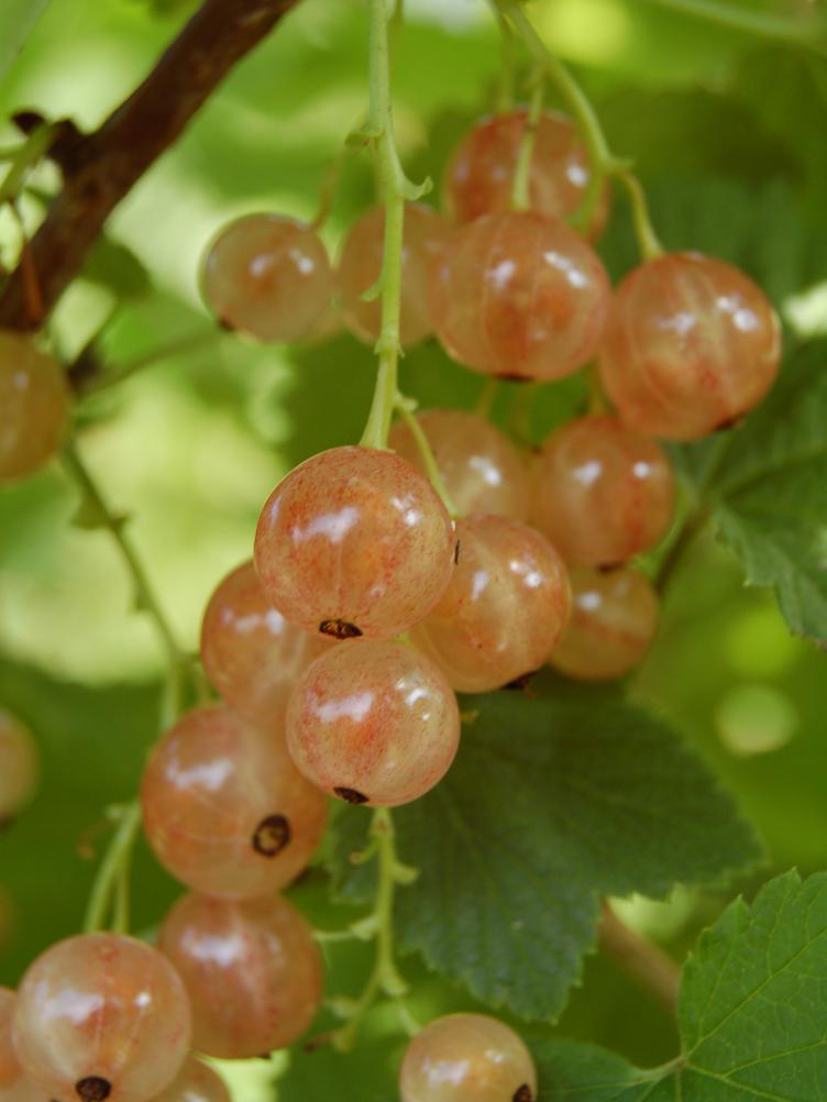 Johannisbeere Rose de Champagne
