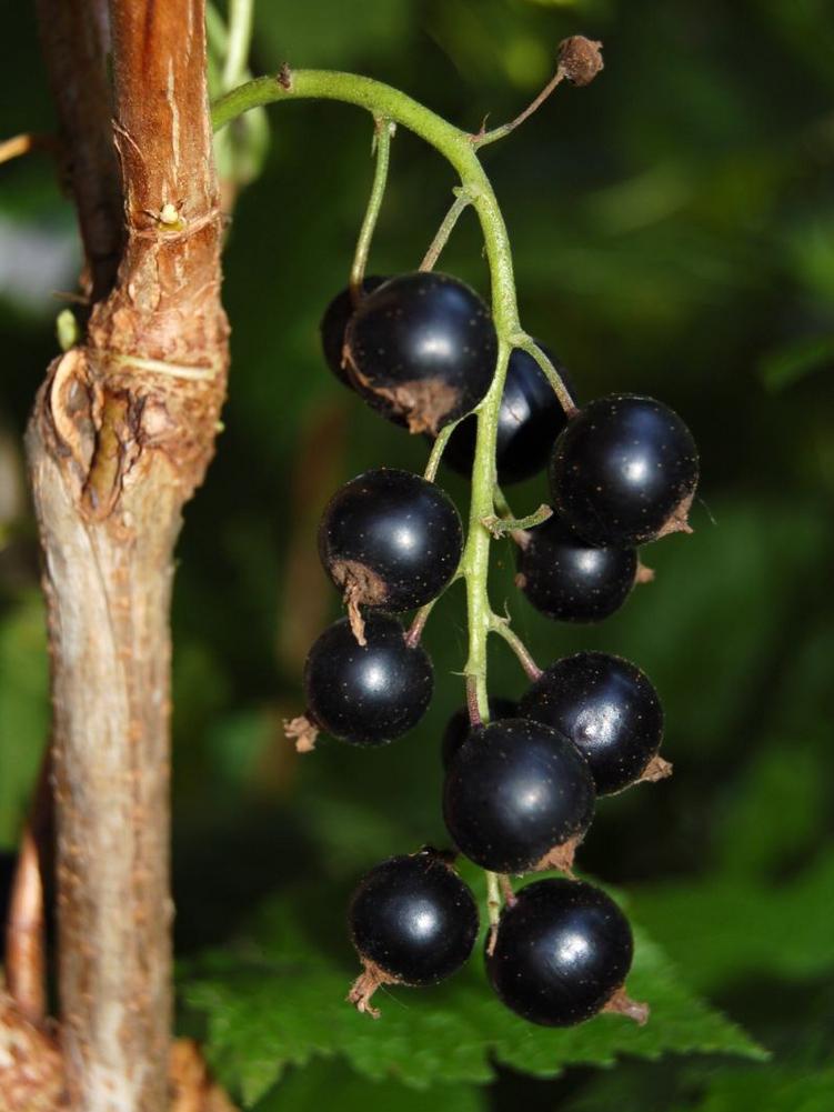 Johannisbeere Schwarze Langtraubige