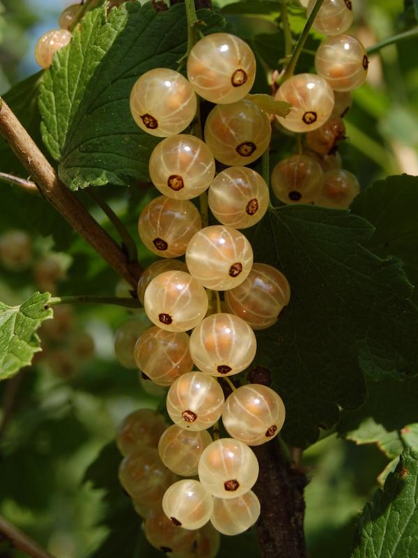 Johannisbeere Weisse Versailler