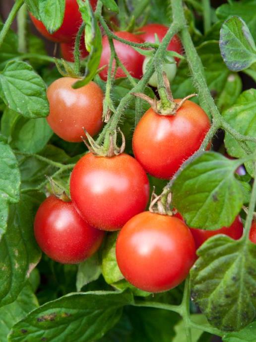 Kirschtomate Ampeltomate himbeerfarbig