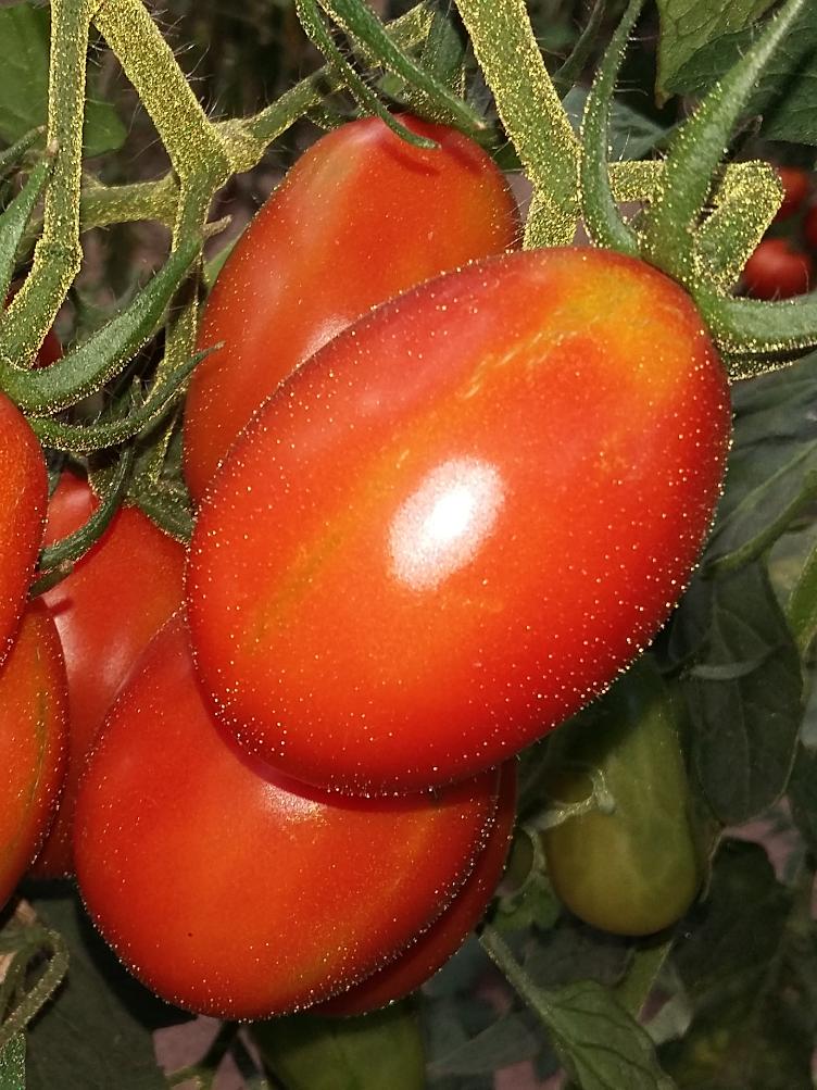 Kirschtomate Baselbieter Röteli