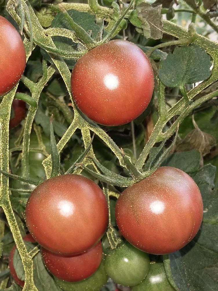 Kirschtomate Black Cherry