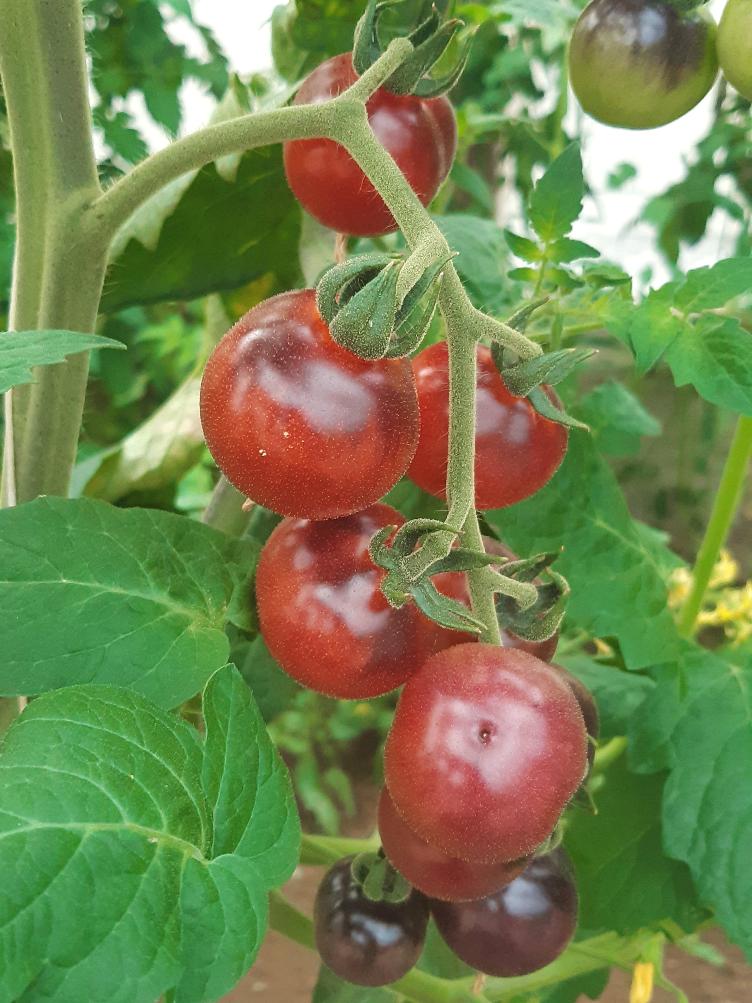 Kirschtomate Blue Berries