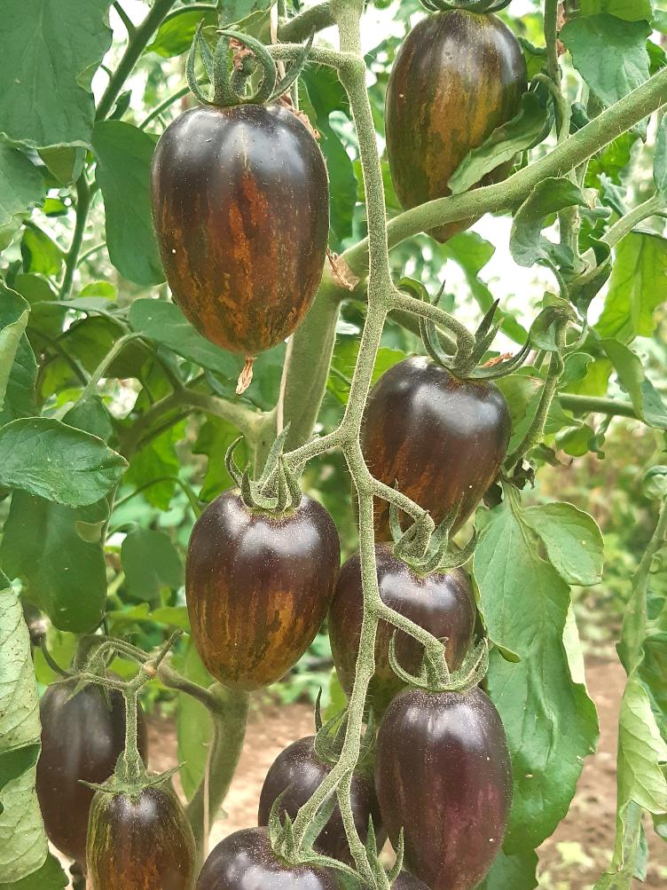 Kirschtomate Brad`s Atomic Grape