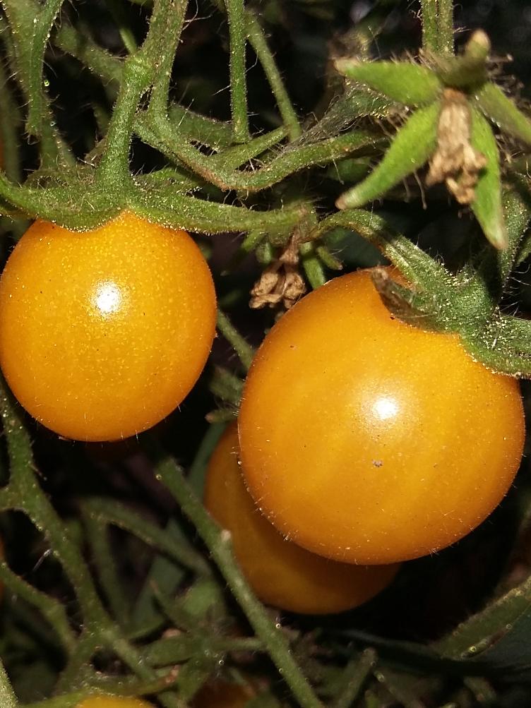 Kirschtomate Cherry gelb