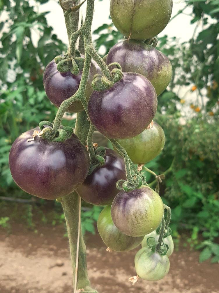 Kirschtomate Clackamas Blueberry