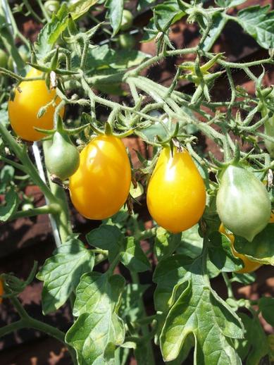 Kirschtomate Dattelwein