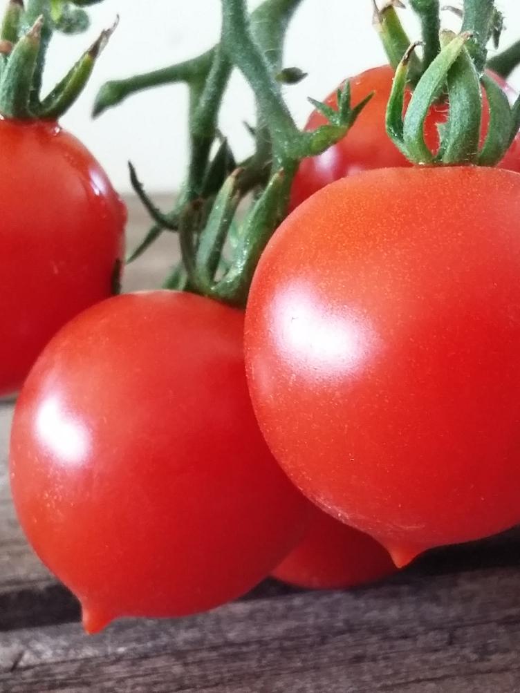 Kirschtomate Deutsche Riesentraube